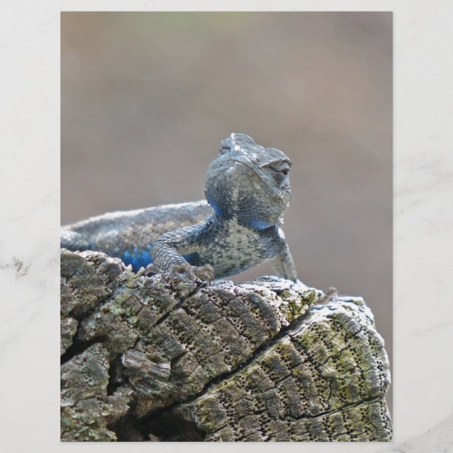 Blue Belly Alligator Lizard (Frente)