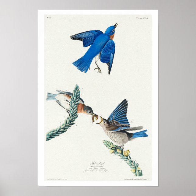 Blue-bird by Audubon Poster (Frente)