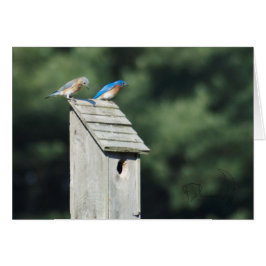 Blue Bird House, Cartão