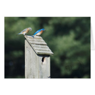 Blue Bird House, Cartão
