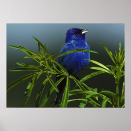 Blue Bird Photo Nature Wall Poster