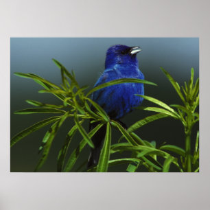 Blue Bird Photo Nature Wall Poster