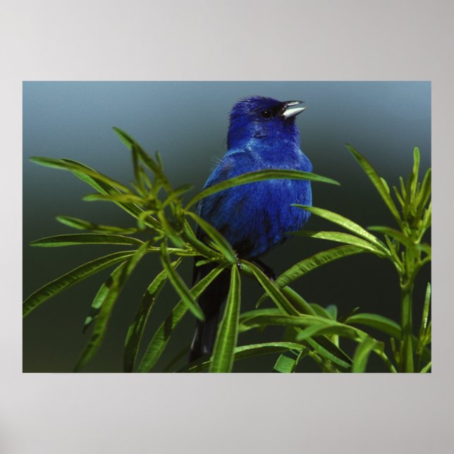 Blue Bird Photo Nature Wall Poster (Frente)