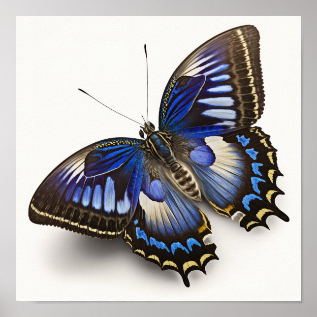 Blue Clipper Butterfly Impressão (Frente)