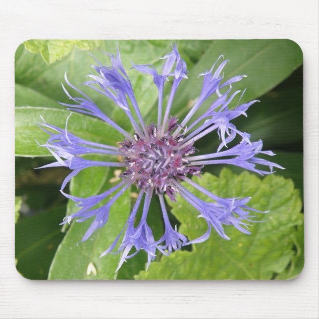 Blue Cornflower Mousepad (Frente)