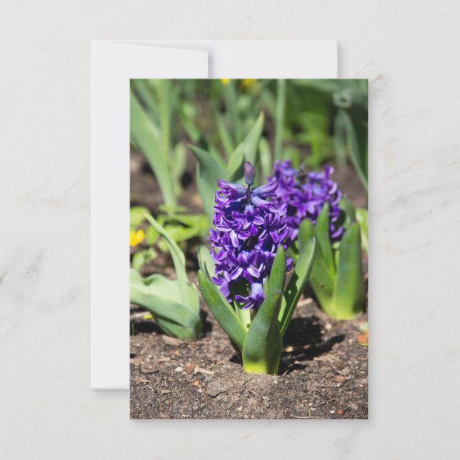 Blue Geocinth em primavera (Frente)