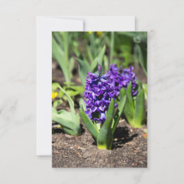 Blue Geocinth em primavera