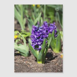 Blue Geocinth em primavera