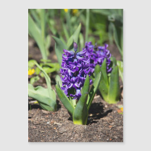 Blue Geocinth em primavera