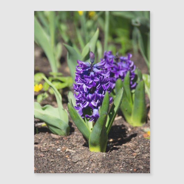 Blue Geocinth em primavera (Frente)