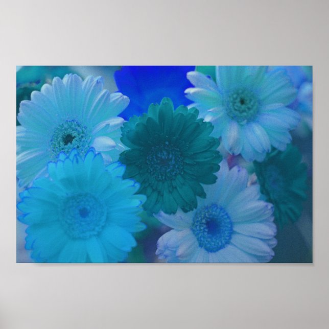 Blue Gerbera Daisy Flowers Wall Art Impressão (Frente)