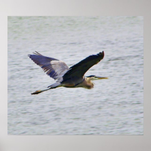 Blue Heron na impressão de voo (Frente)