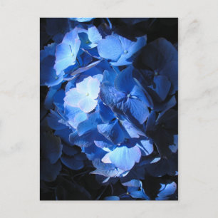 Blue Hydrangea - Cartão postal