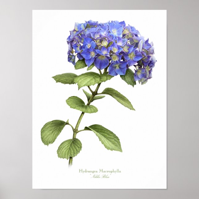 Blue Hydrangea Original Art Impressão (Frente)