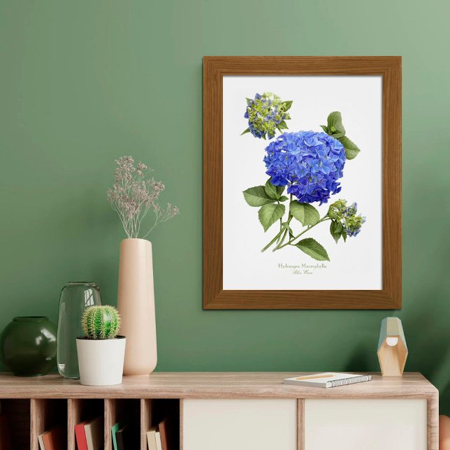 Blue Hydrangea Original Art Impressão (Criador carregado)