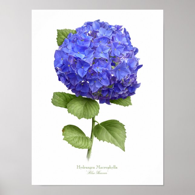 Blue Hydrangea Original Art Impressão (Frente)