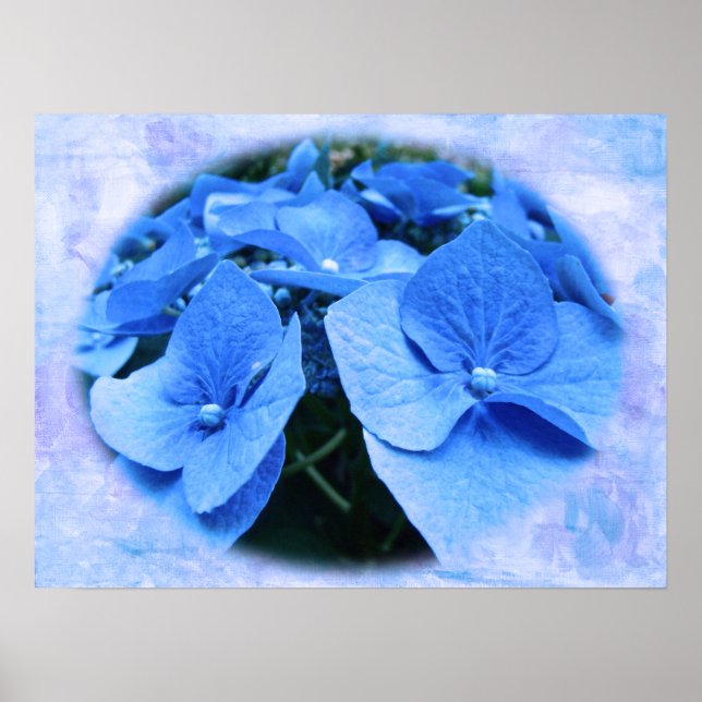 Blue Hydrangeas - Poster (Frente)