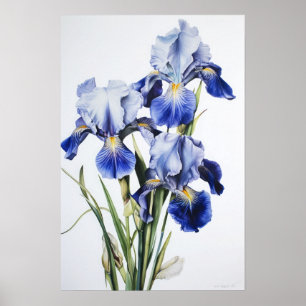 Blue Iriss Flower Art Impressão Poster