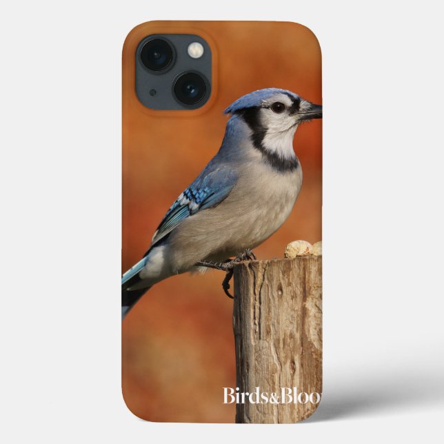 Blue Jay (Verso)
