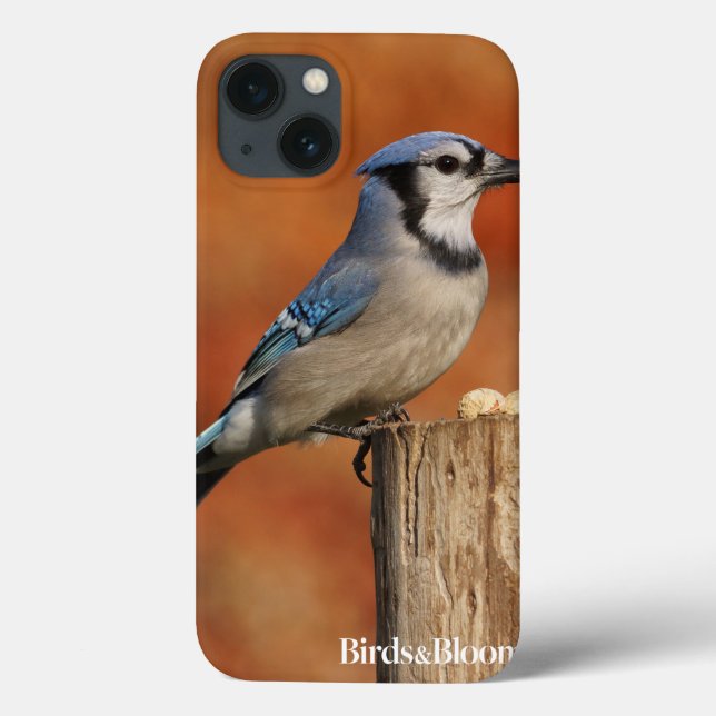 Blue Jay (Verso)