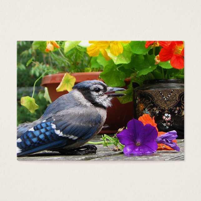 Blue Jay and Flowers ATC (Frente)