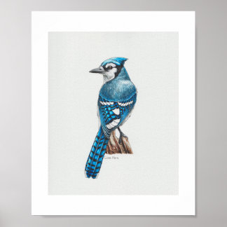 Blue Jay Art Impressão