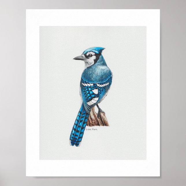 Blue Jay Art Impressão (Frente)