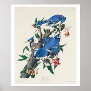 Blue Jay by Audubon Poster