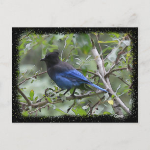 Blue Jay - Cartão postal
