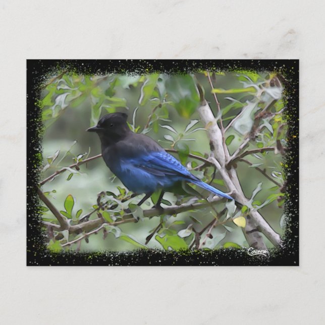 Blue Jay - Cartão postal (Frente)