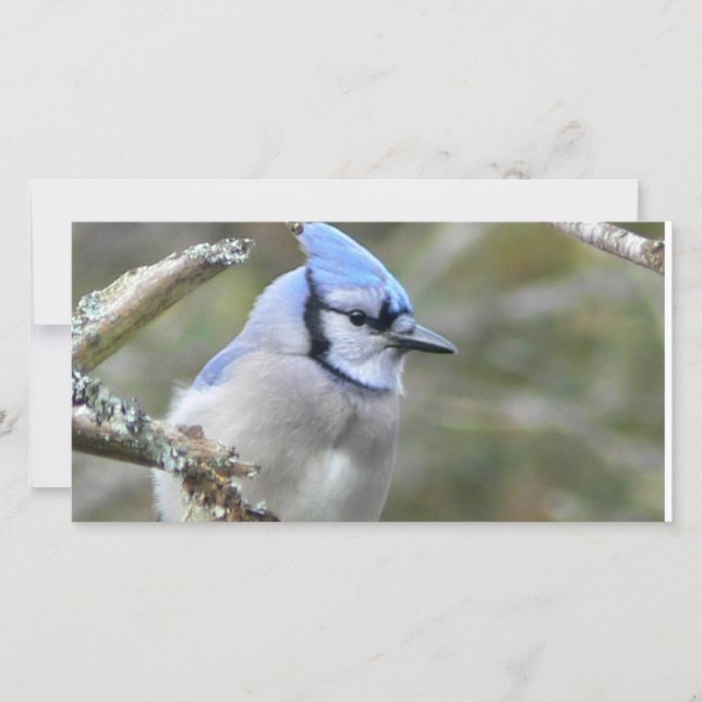 Blue Jay Loing (Frente)
