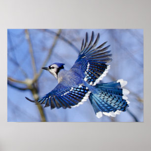 Blue Jay na Poster de voo