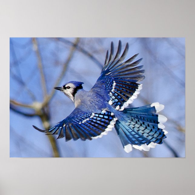 Blue Jay na Poster de voo (Frente)