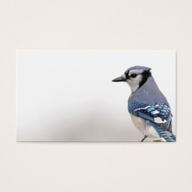 Blue Jay no inverno (Frente)