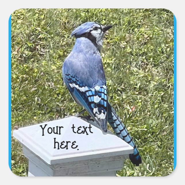 Blue Jay Sentado no Posto, Autocolantes personaliz (Frente)