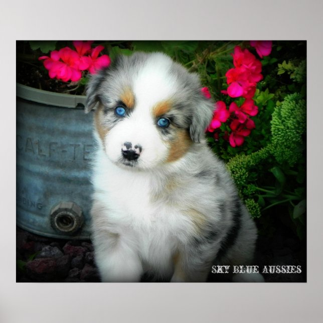 Blue Merle Aussie 2 Puppy Poster (Frente)