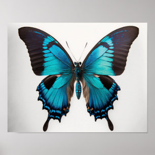 Blue Ulisses Butterfly Art Poster