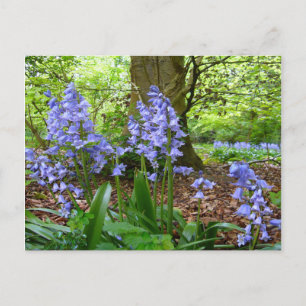 BLUEBELL WOOD ~ Cartão postal nº 3