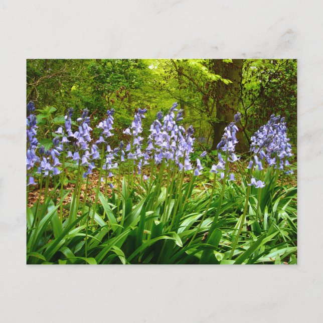 BLUEBELL WOOD ~ Cartão postal nº 5 (Frente)