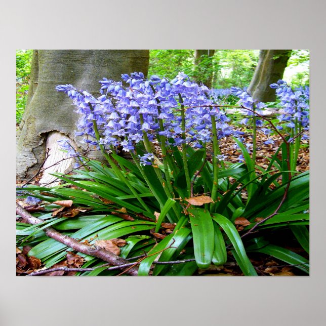 BLUEBELL WOOD ~ Poster # 6 (Frente)