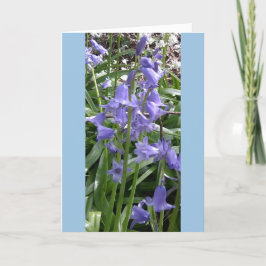 Bluebells Feche o Cartão com fotos - Alto