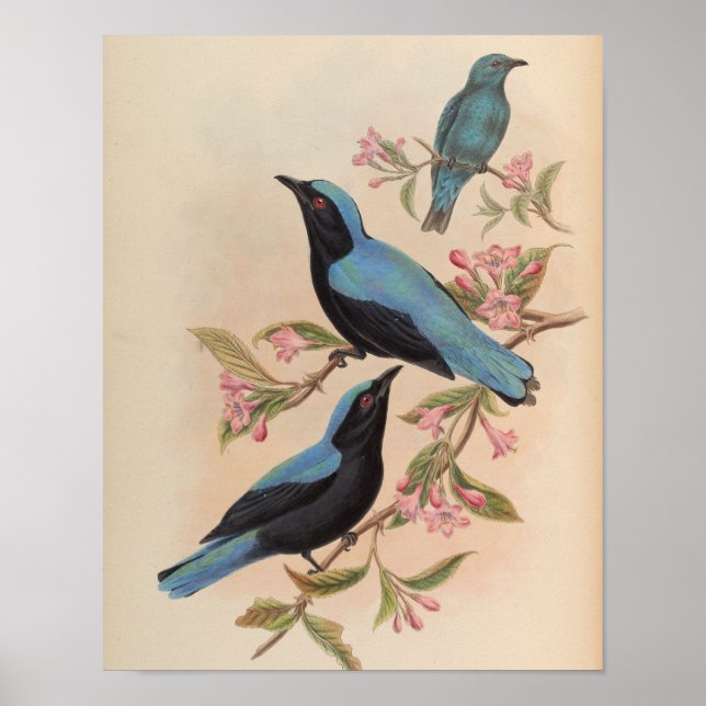 Bluebird Fada de Bornéu por John Gould Impressão (Frente)