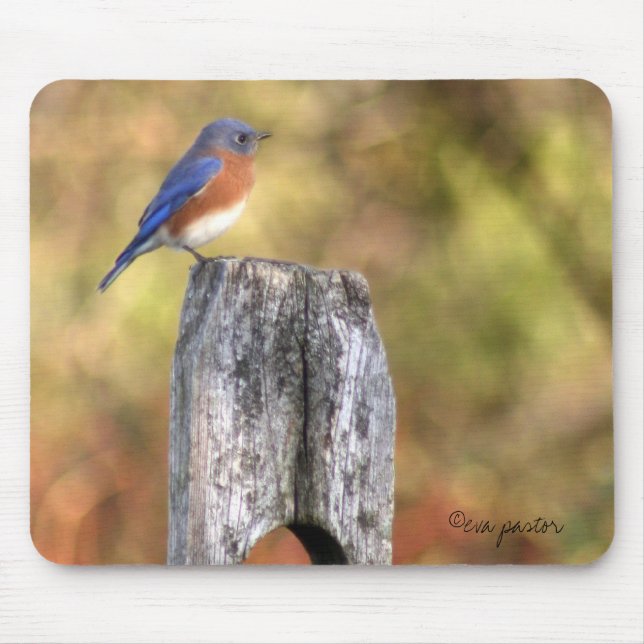 Bluebird Mousepad (Frente)