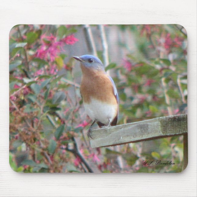 Bluebird Mousepad do primavera (Frente)