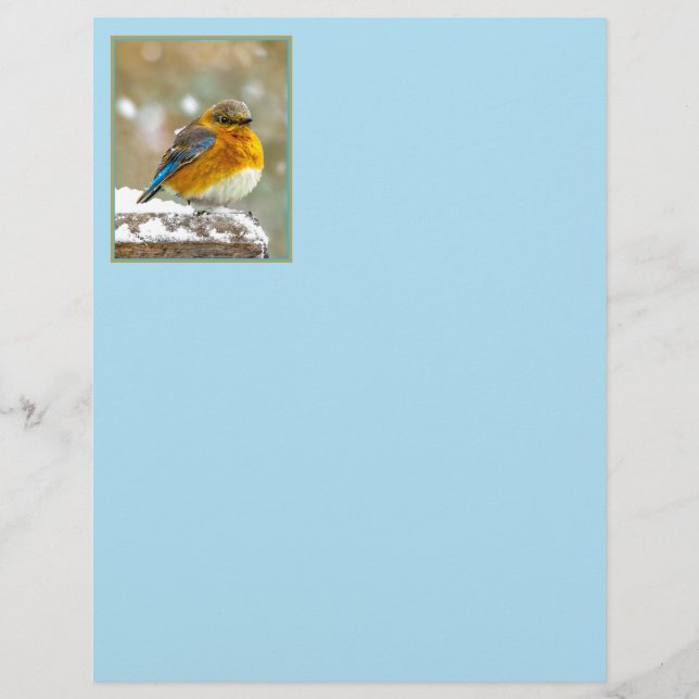 Bluebird oriental na neve - Foto original (Frente)