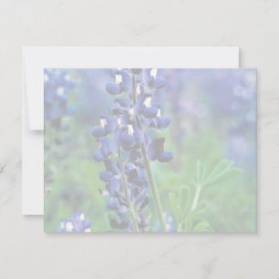 Bluebonnet de Texas
