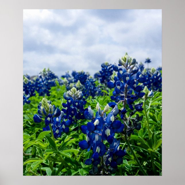 Bluebonnets Blue Flowers Texas Texan Floral Poster (Frente)