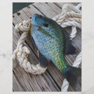bluegill no doca