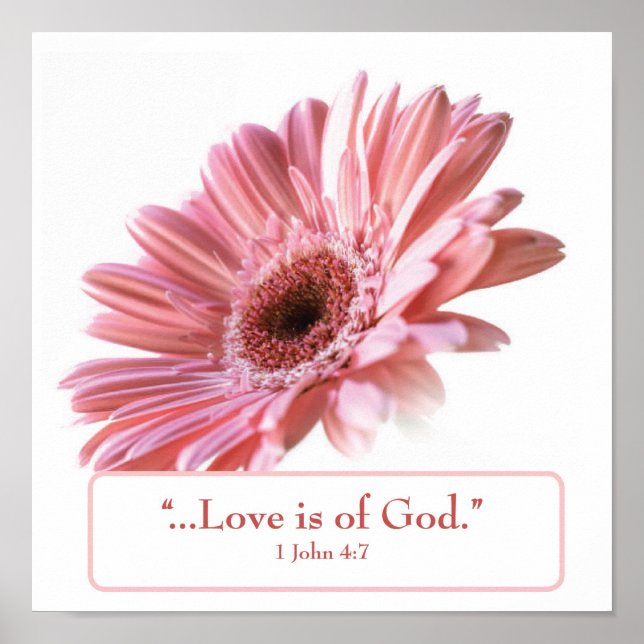 "Blush" Daisy Poster (Frente)