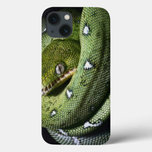 Boa esmeralda do cobra verde da árvore em Bolívi